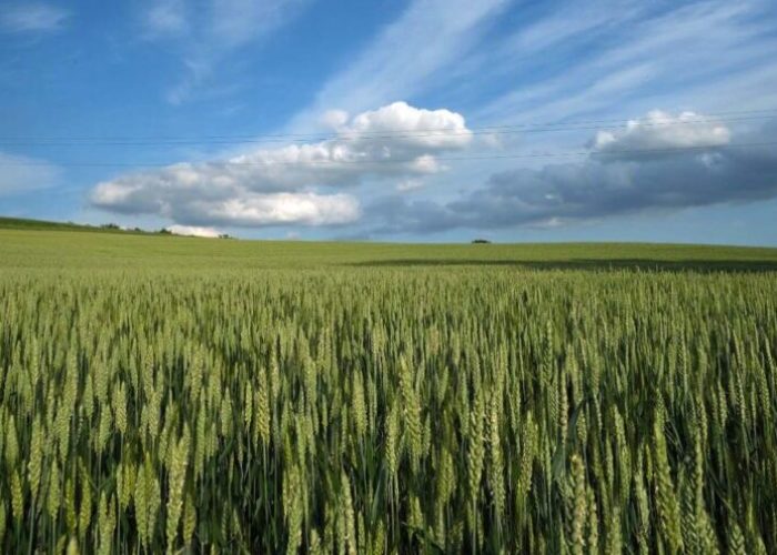 Gran Piemonte campo di grano presso Calliano