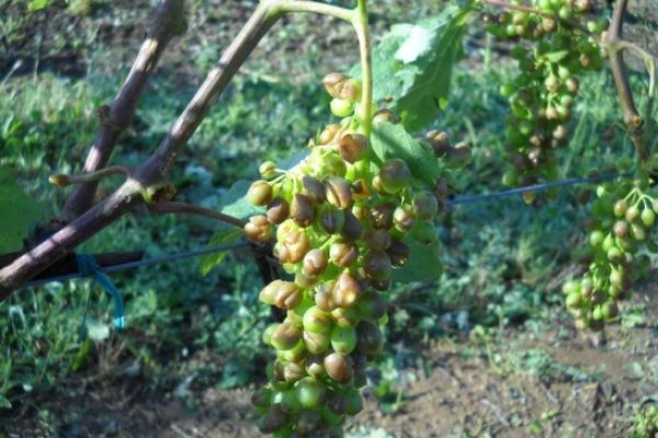 Grandine sui vigneti e api osteggio del maltempo