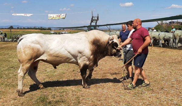 Il campione dei tori