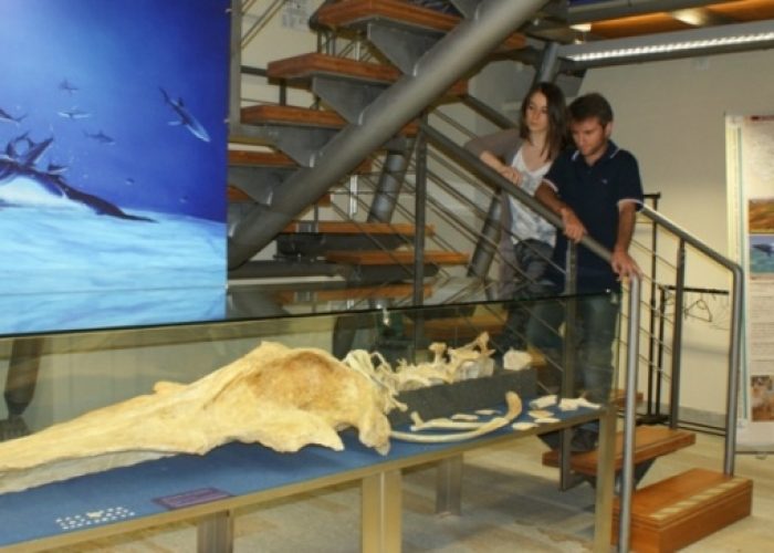 Il museo dei fossili guarda ai mecenati
