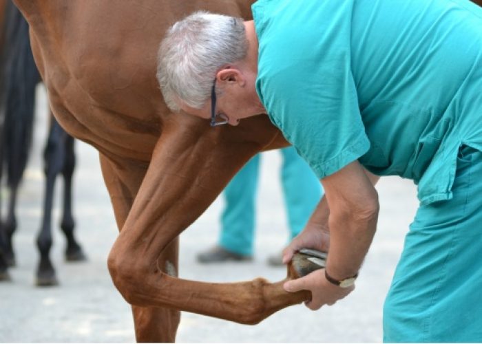 Interpellanza di Aceto sui veterinari