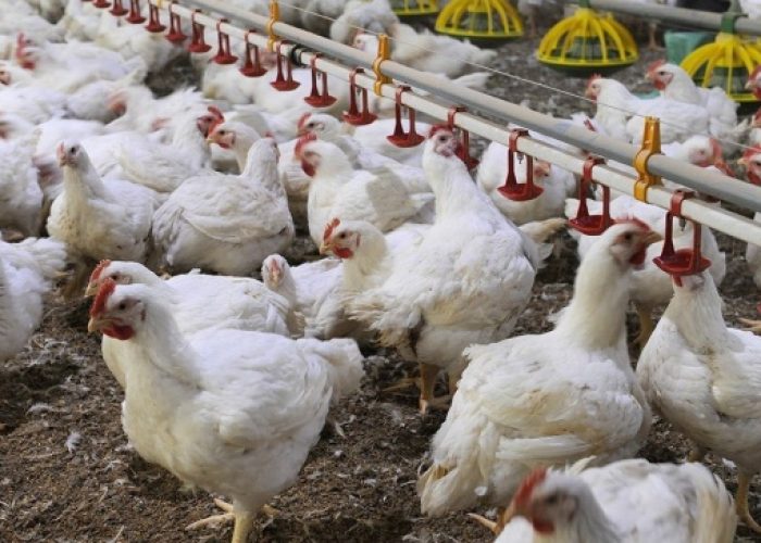 Aviaria: migliaia di galline ovaiole saranno abbattute