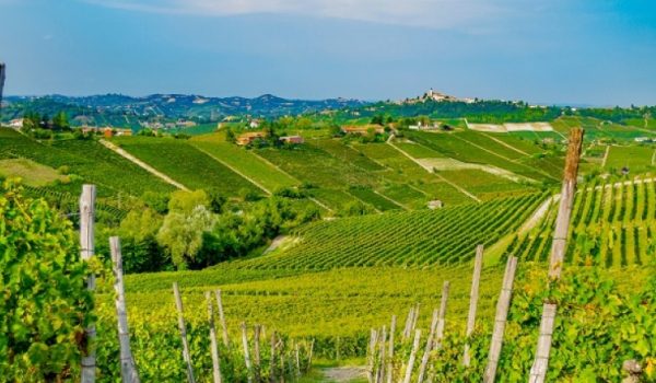 Moscato d’Asti zona di produzione vino dolce piemontese, Canella vigneti, Monferrato