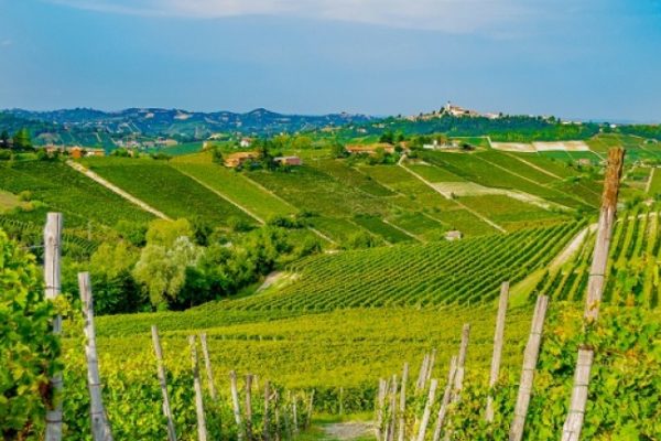 Moscato d’Asti zona di produzione vino dolce piemontese, Canella vigneti, Monferrato