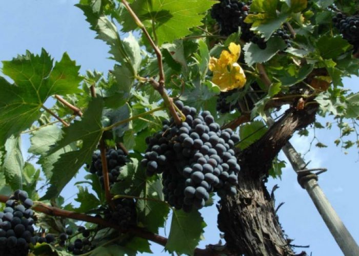 Nuovo Testo unico sul vino: convegno a Canelli