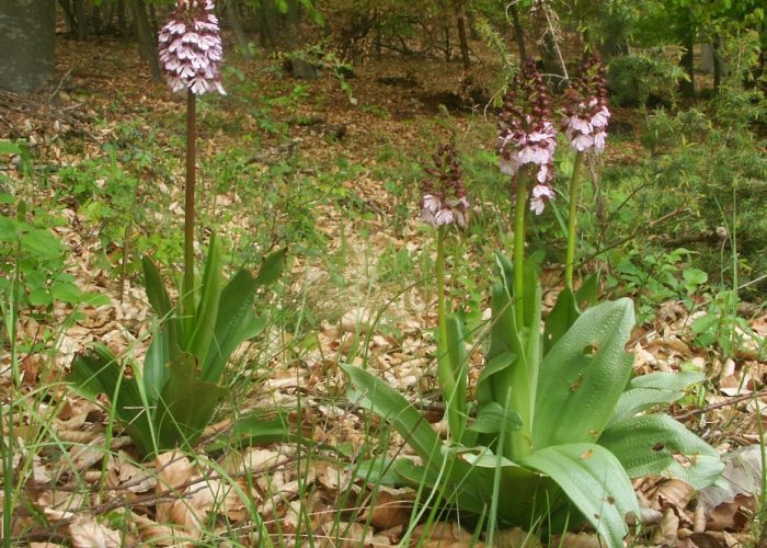 Orchis_purpurea