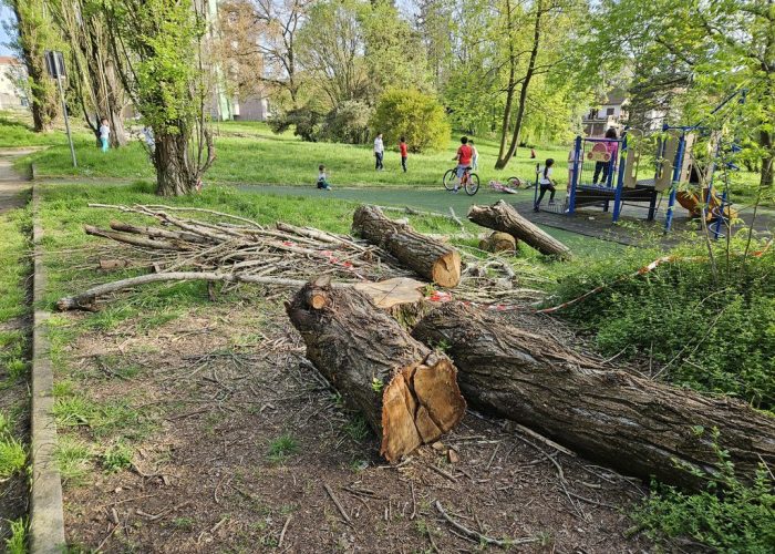 Parco Biberach resti alberi risultato