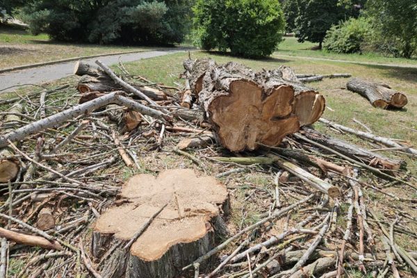 Pioppo abbattuto al parco Biberach