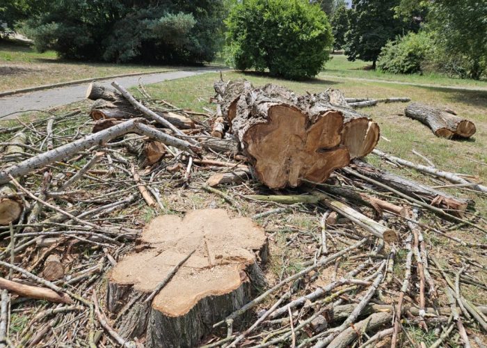 Pioppo abbattuto al parco Biberach