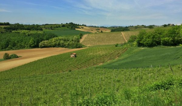 Le colline del Ruchè