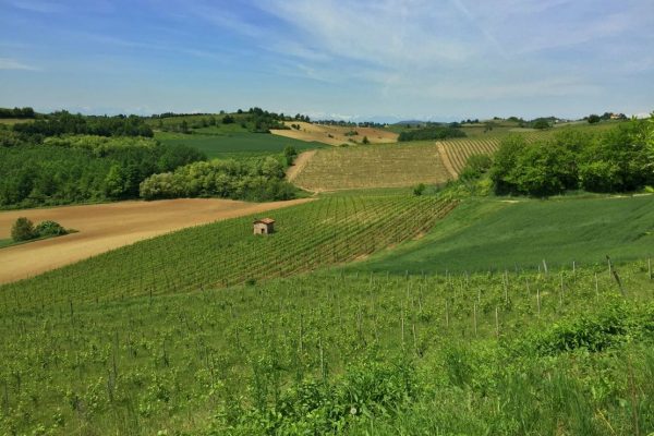 Le colline del Ruchè