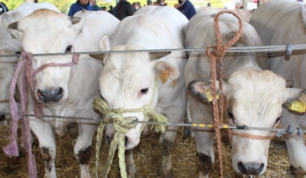 Rassegna_Bovina_10_2021_ph_GDivino (35)