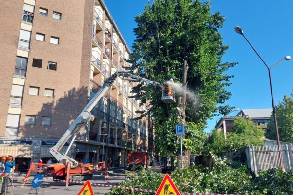Taglio dei tigli in corso Pietro Chiesa ad Asti