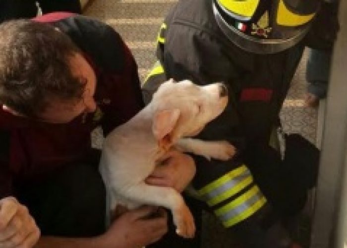 Tre cuccioli salvati dai vigili del fuoco