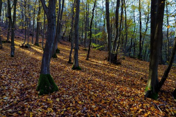 Un lembo del carpineto di Santonco (Piovà Massaia)