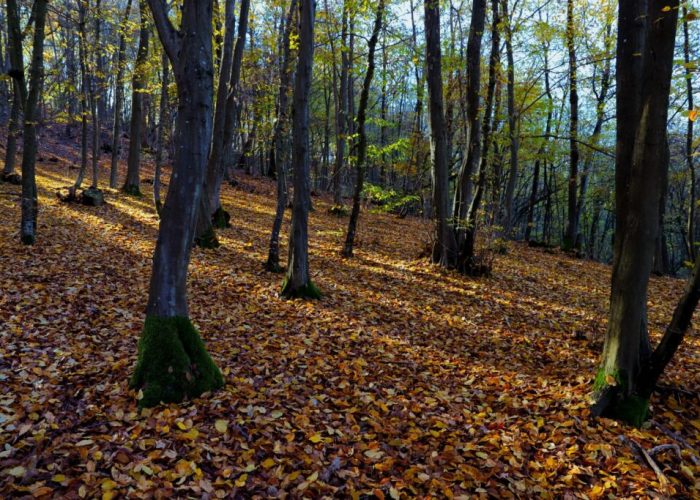 Un lembo del carpineto di Santonco (Piovà Massaia)