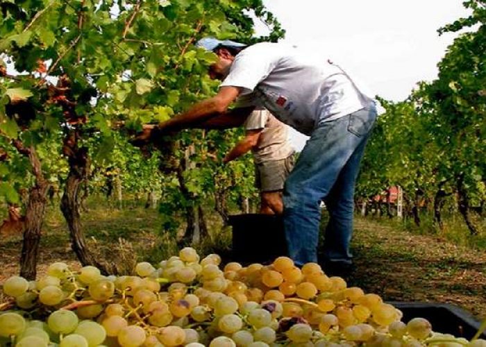 La vendemmia dei vigneti storici