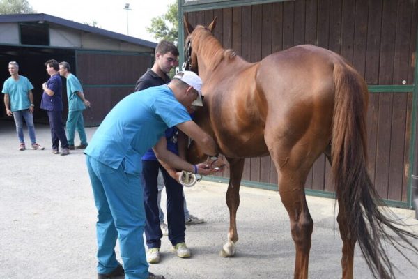 Visite-veterinarie-palio