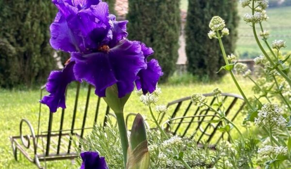 coazzolo iris