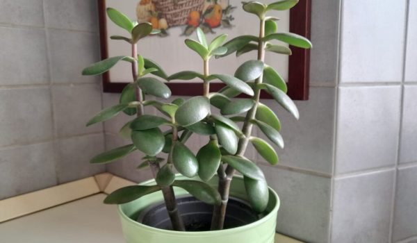 pianta di giada