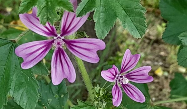 malva