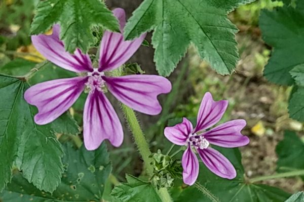 malva