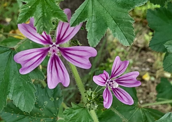 malva