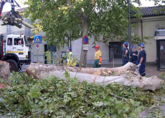 Abbattuto platano pericolante in viale Don BiancoIntervento lampo della Protezione Civile