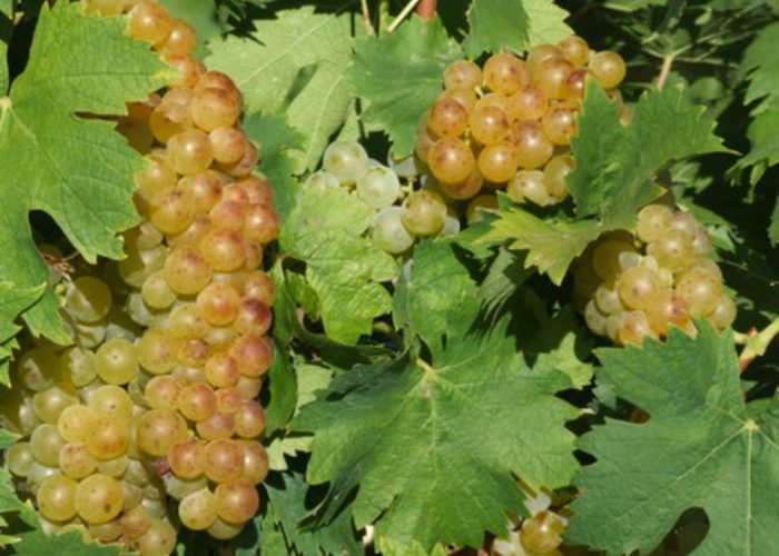 Accordo sulle uve moscato: rese a 108 q.li/ha, prezzo a 10,65 il miriagrammo