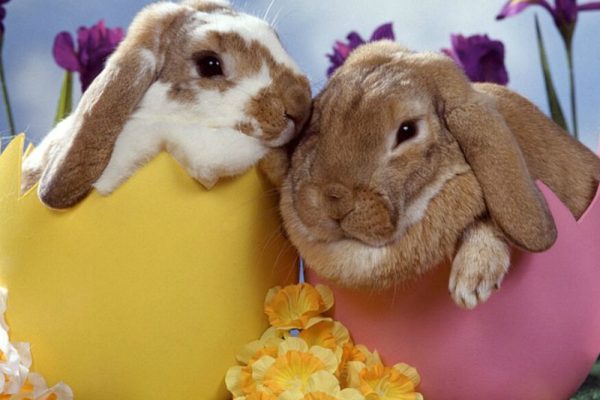 Acrostico di buona Pasqua