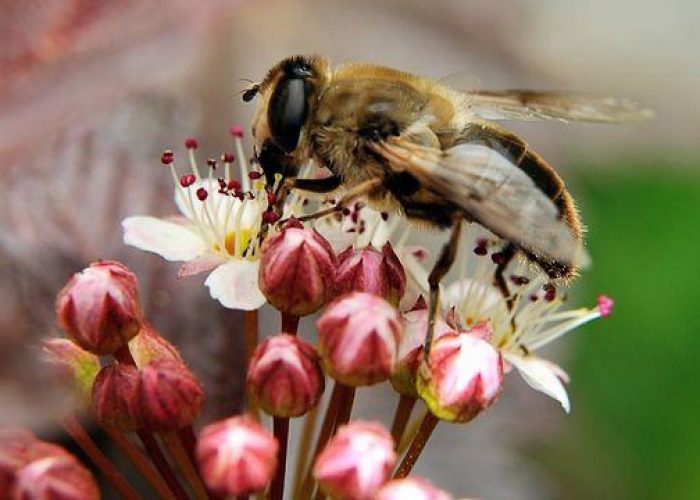 Agricoltura/ Moria api, verso stretta Ue su pesticidi killer