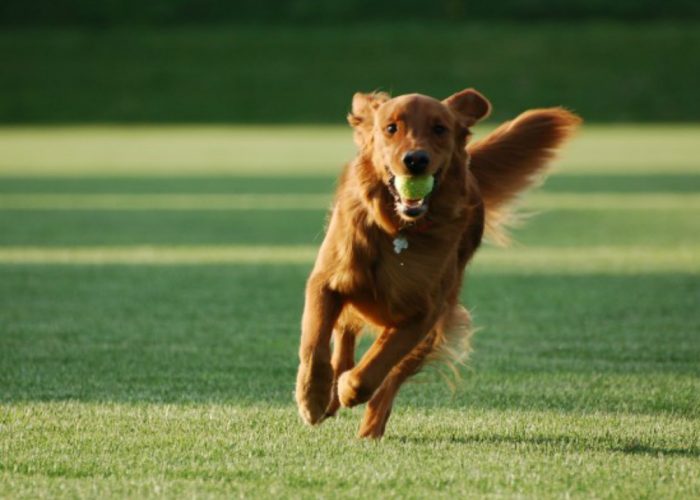 Al Parco Monterainerosi costruirà unarea per i cani