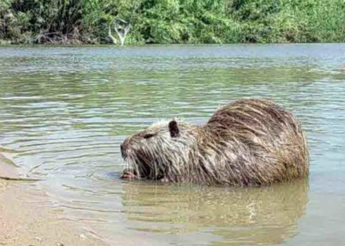 Al via il piano di contenimentodelle nutrie a Montegrosso