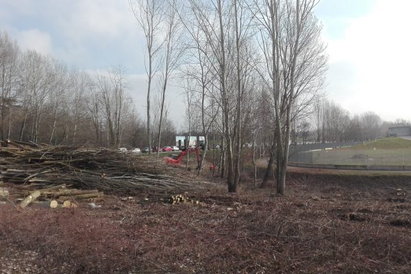 alberi rasi al suolo
