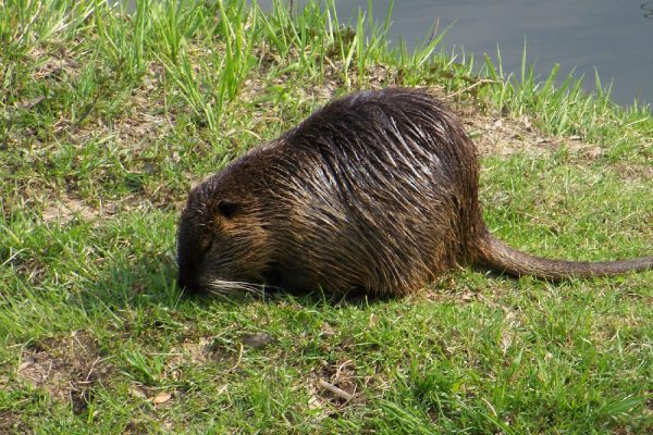 Alla scoperta di una "nuova" specie