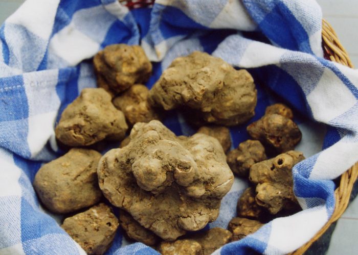 AllAlbo pretorio i contributiper le piante da tartufo