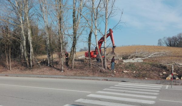 alberi tagliati dietro l'ospedale