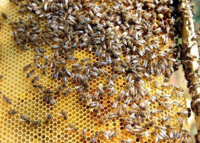 Ambiente/ Rapporto Greenpeace: scompaiono api, stop pesticidi