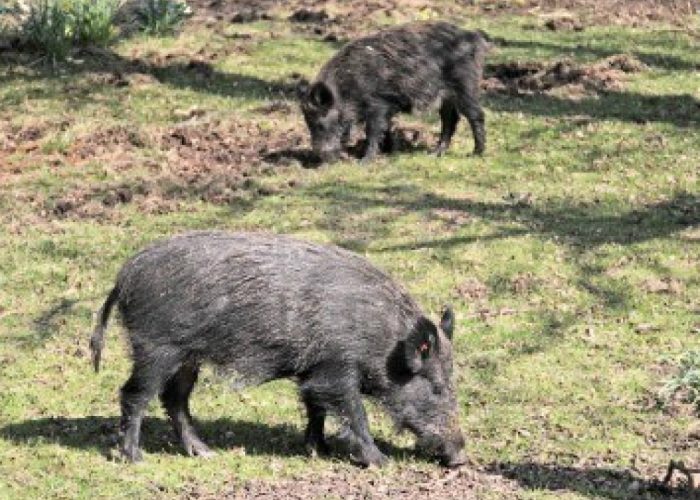 Anche nell'Astigiano controllisulla radioattività dei cinghiali