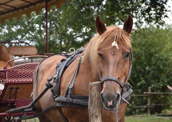 cavallo e carrozza