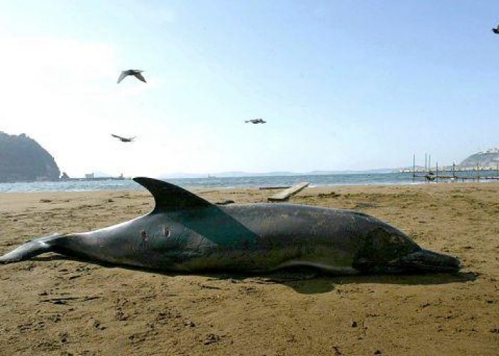 Animali/ Morìa di delfini nel Tirreno, Clini: Preoccupante