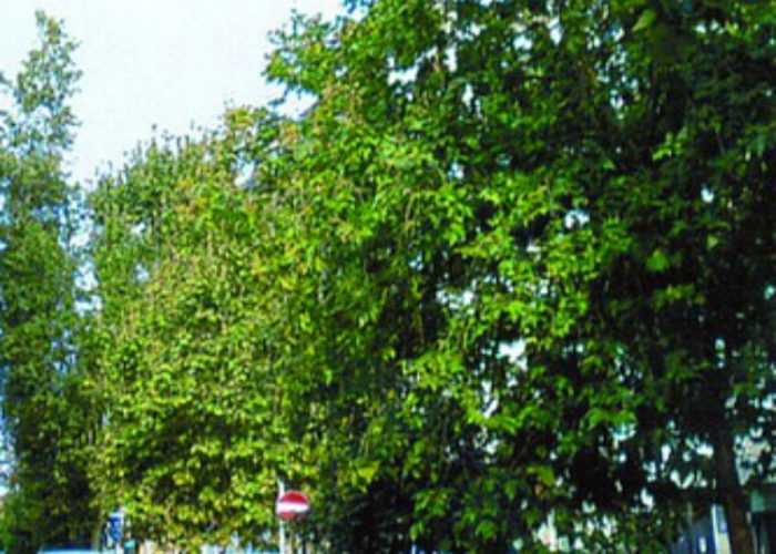 Associazione Arc: «Tagliategli alberi lungo Viale Pilone»