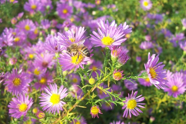 Aster, un fiore per allontanare gli spiriti maligni