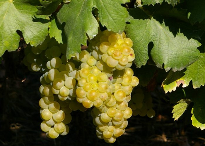Asti nella docg del Moscato:nuovo "no" a Zonin dai giudici
