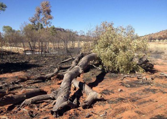 Australia/ Distrutti da fiamme alberi mitici cultura aborigena