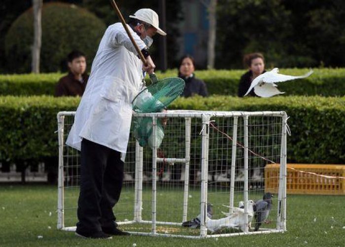 Aviaria/ Virus H7N9, Oms: nessun segno trasmissione uomo a uomo