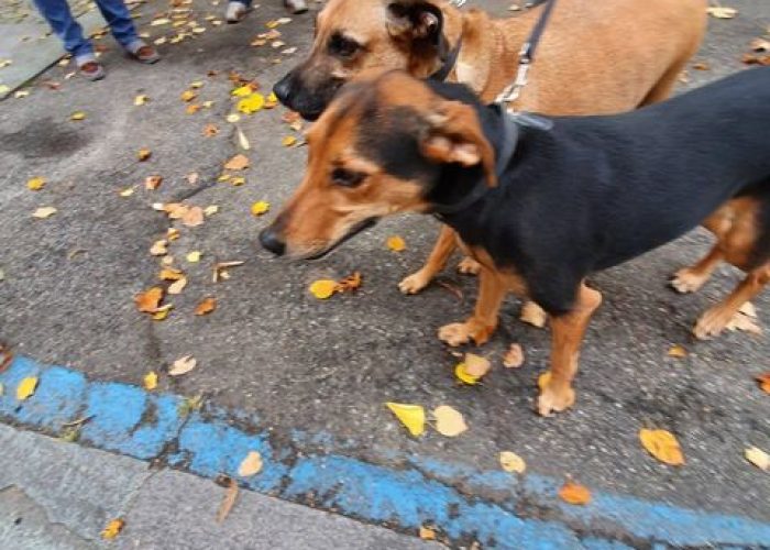 betty e teddy