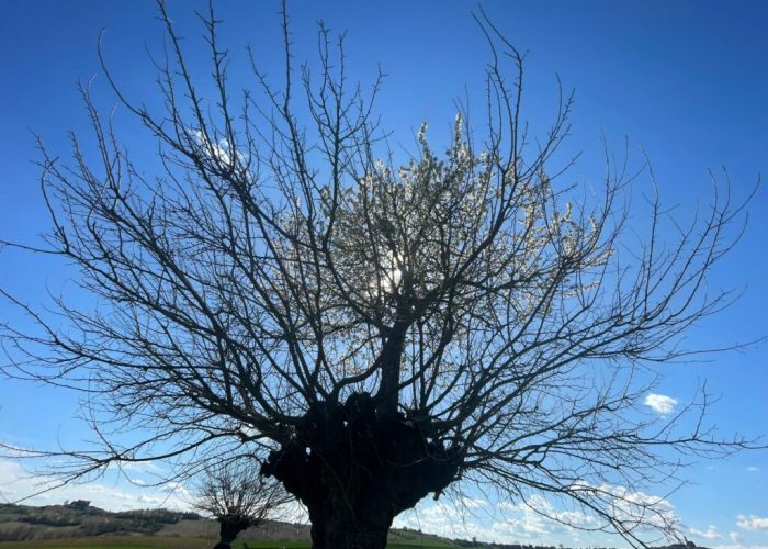 bialbero