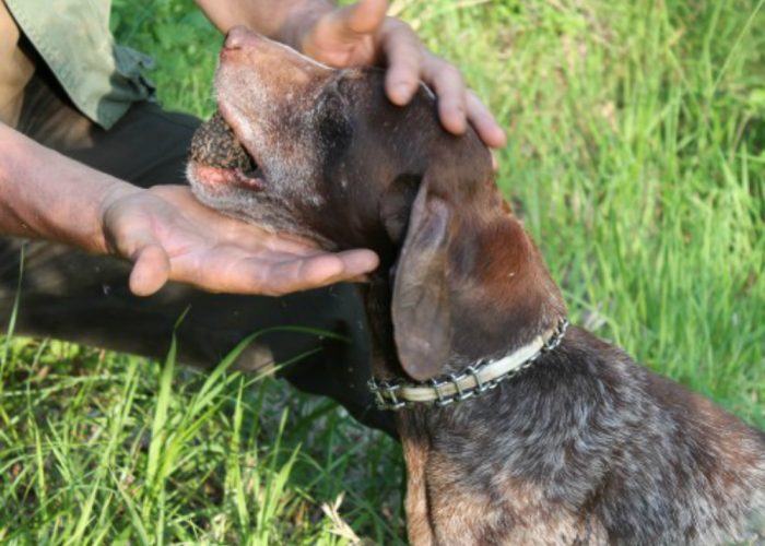 Bocconi avvelenati nelle campagneIntossicati tre cani da tartufo