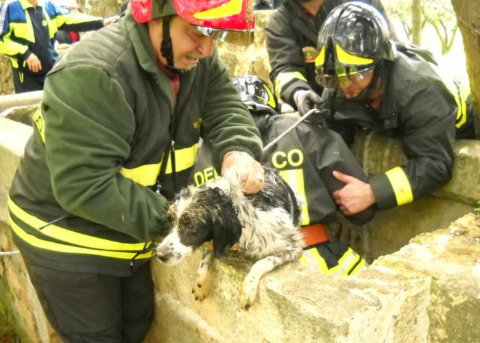 Cade in un pozzo di 27 metri,i vigili salvano vecchio cane